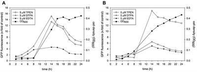 Zinc and Iron Homeostasis: Target-Based Drug Screening as New Route for Antifungal Drug Development